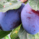 Слива домашняя Эмпресс