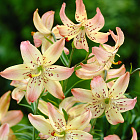 Лилия Корсаж