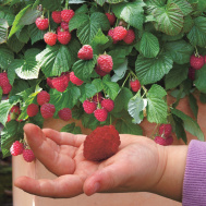 014635427006ed6ed099239dda66f315 Малина без шипов как называется