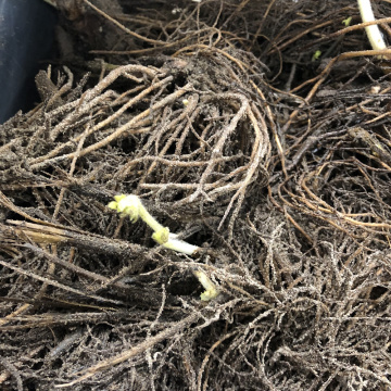 Стандарт поставки 2 Дельфиниум Принцесса Каролина Стандарт поставки 2 Дельфиниум Принцесса Каролина