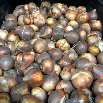 Стандарт поставки 1 Тюльпан Нови Сан