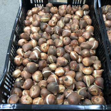 Стандарт поставки 3 Тюльпан Кейп Код