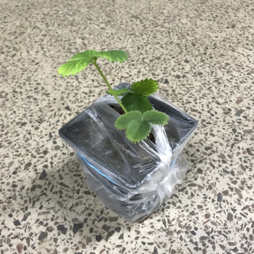 Стандарт поставки 8 Земляника Пандора