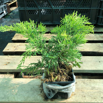 Стандарт поставки 1 Можжевельник средний Шеридан Голд Стандарт поставки 1 Можжевельник средний Шеридан Голд