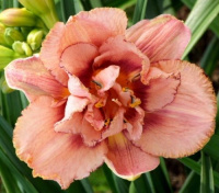 Hemerocallis Alternate Universe - купить с доставкой