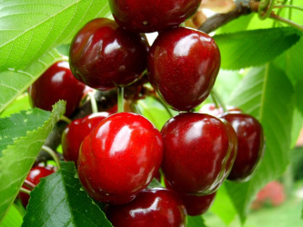 Cherry Helena