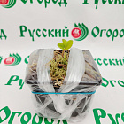 Земляника Дарселект