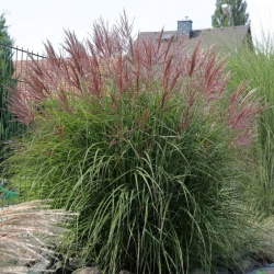 Miscanthus chinensis Ferner Austen