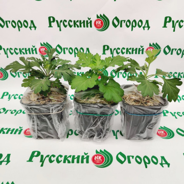 Стандарт поставки 2 Хризантема Оранжевое солнце