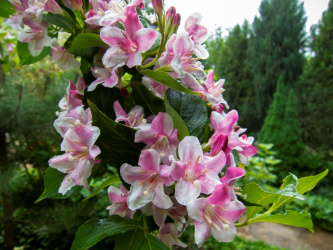 Weigela hybrid Rosea