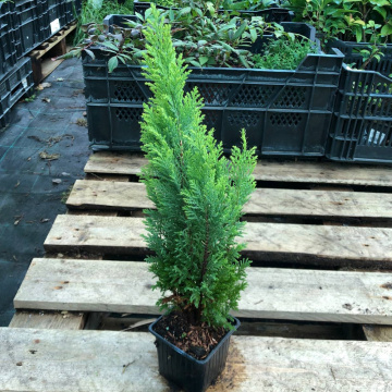 Стандарт поставки 4 Кипарисовик Лавсона Элвудс Голд