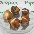 Тюльпан Болроял Пинк