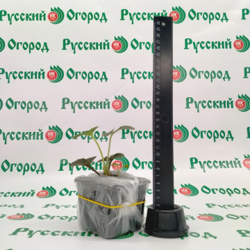 Стандарт поставки 2 Земляника Гигантелла 2011®