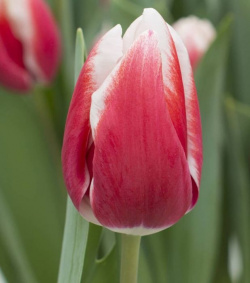 Tulipán Lech Walesa
