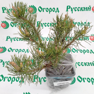 Стандарт поставки 3 Сосна горная