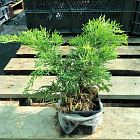 Можжевельник средний Шеридан Голд