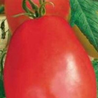 Томат Дульсинея  - купить с доставкой