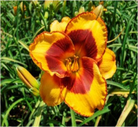 Hemerocallis Spacecoast Shellcracker - купить с доставкой