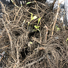 Астра ново-бельгийская Кримсон Брокейд