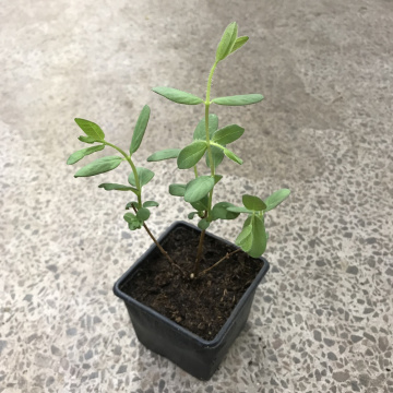 Стандарт поставки 2 Жимолость Аврора