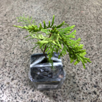 Стандарт поставки 2 Туя западная Дзиак