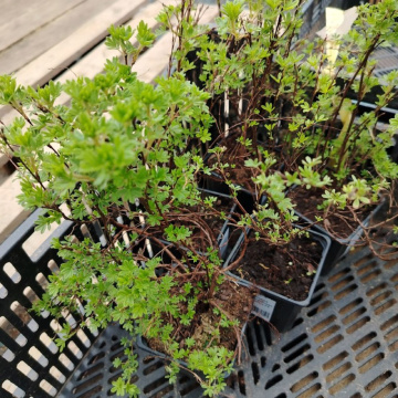 Стандарт поставки 1 Лапчатка кустарниковая Кобольд