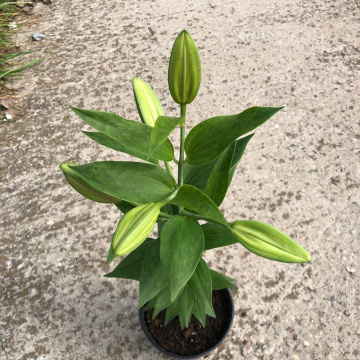 Стандарт поставки 20 Лилия Мисс Пекулиар