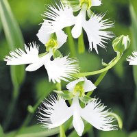 Орхидея японская Хабенария - купить с доставкой