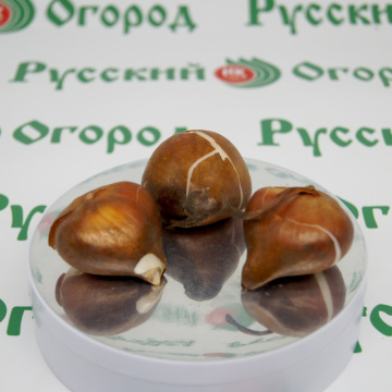 Стандарт поставки 6 Тюльпан Миранда