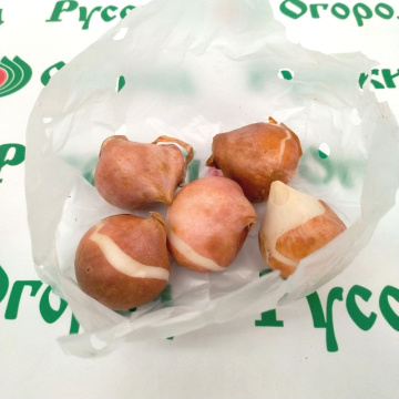 Стандарт поставки 1 Тюльпан Мистик Ван Эйк