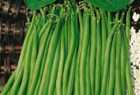 Фасоль овощная Московская белая зеленостручная 556 - купить с доставкой