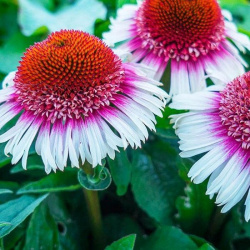 Echinacea purpurea Strawberry & Cream