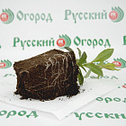 Флокс метельчатый Незабудка (горшок 1л)
