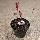 Голубика Денис Блу (горшок 2л)