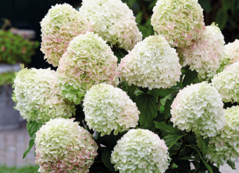 Hydrangea paniculata Summer Love