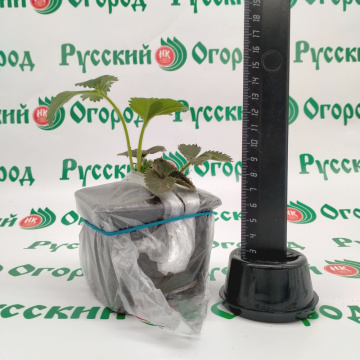 Стандарт поставки 4 Земляника Гигантелла 2011®