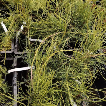 Стандарт поставки 3 Туя западная Филиформис (горшок 2л)