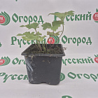 Анемона Левилля