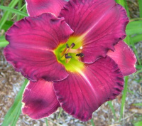 Hemerocallis Paradise Lost - купить с доставкой