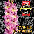 Гладиолус Солнце в сирени