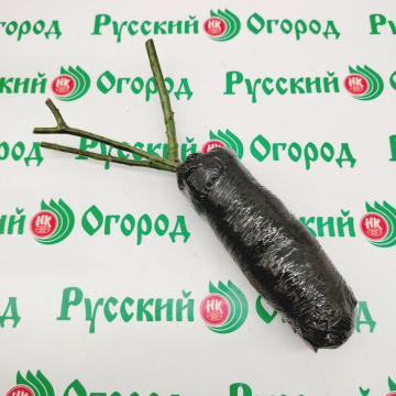 Стандарт поставки 5 Роза Сатин (горшок 2л)