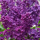 Сирень Адмирал Нахимов