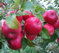 Яблоня Красное Раннее - купить с доставкой
