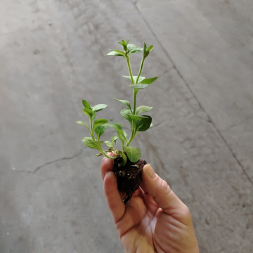 Стандарт поставки 3 Петуния Тумбелина Диана