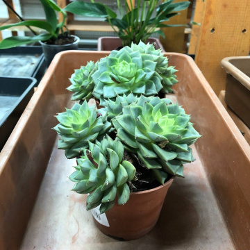 Стандарт поставки 1 Эхеверия Фабиола, D-9