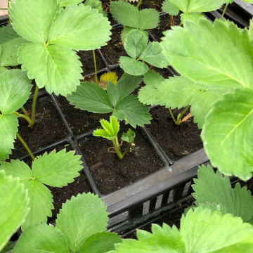 Стандарт поставки 7 Земляника Гигантский деликатес