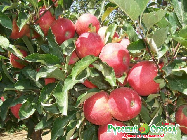 Яблоня Гала Фото