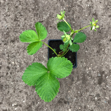 Стандарт поставки 12 Земляника Азия