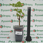 Виноград Юлиан