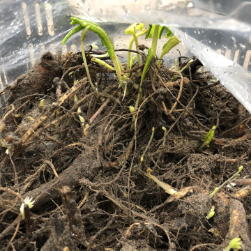 Стандарт поставки 4 Люпины Гибриды Рассела, смесь